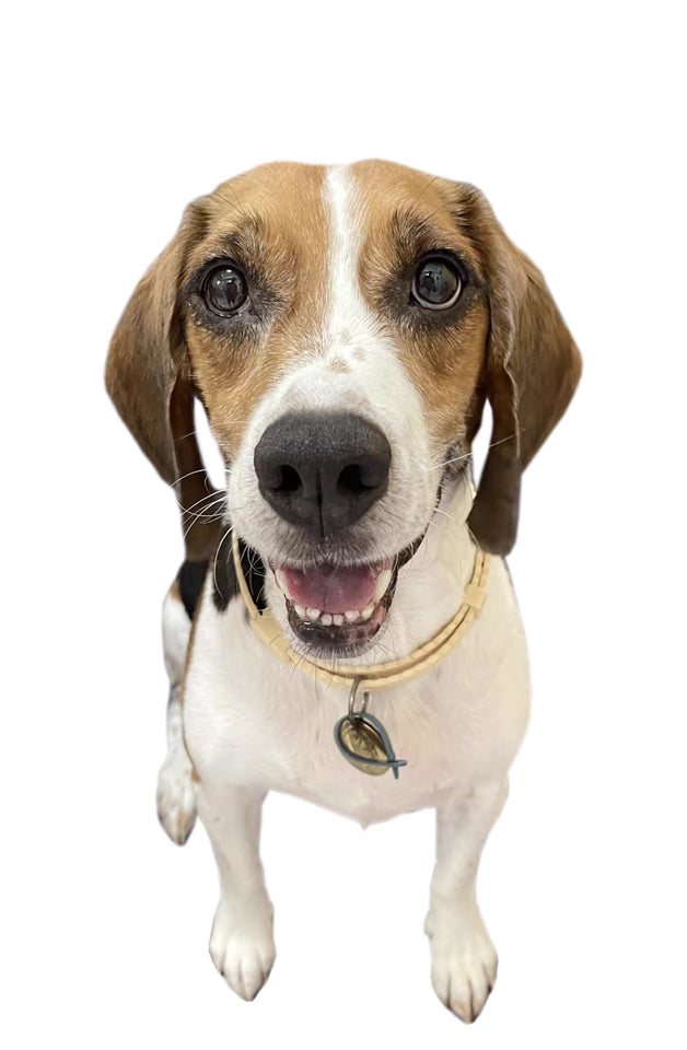 ペットオリジナル抱き枕のカスタマイズ｜愛するペットの写真での抱き枕カスタマイズ｜抱き枕